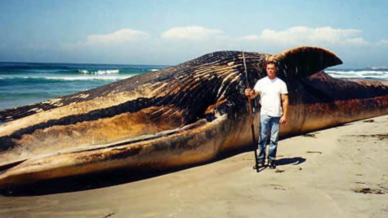Worlds Biggest Animals on Earth 2015