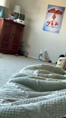 Playful Kitty Is the Master of Jazz Hands