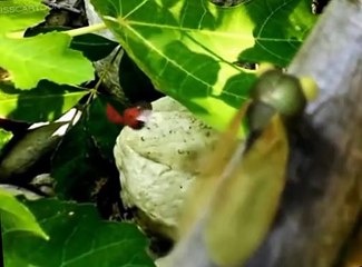 Minuscule Minuscule S01 E014 Nap Time