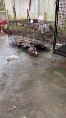 Husky Puppy Sleeps With a Funny Face