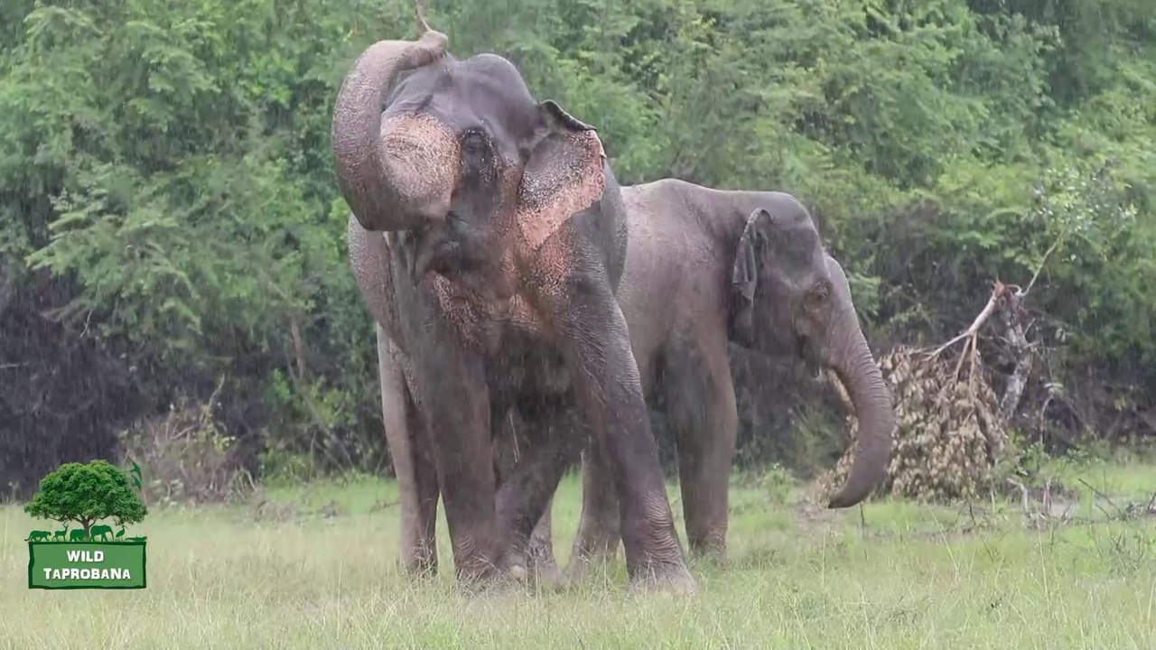 Elephants enjoy rain