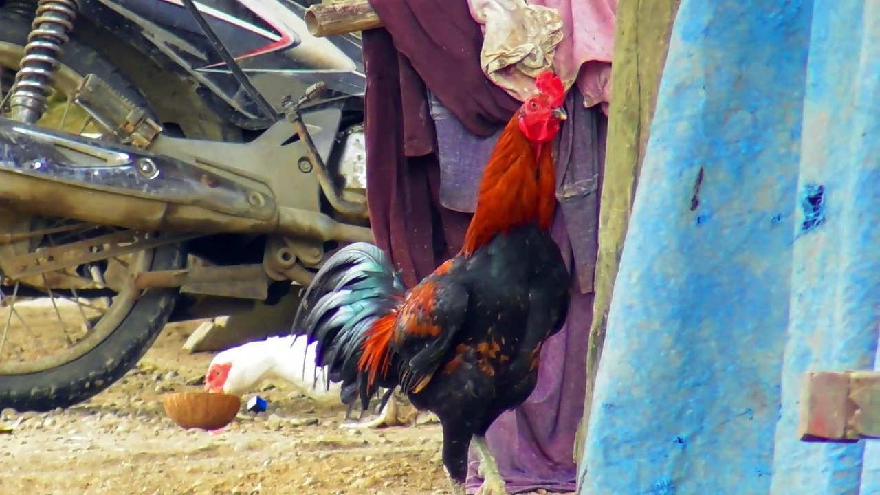 Chickens allowed to roam and eat grass Chickens video Dailymotion