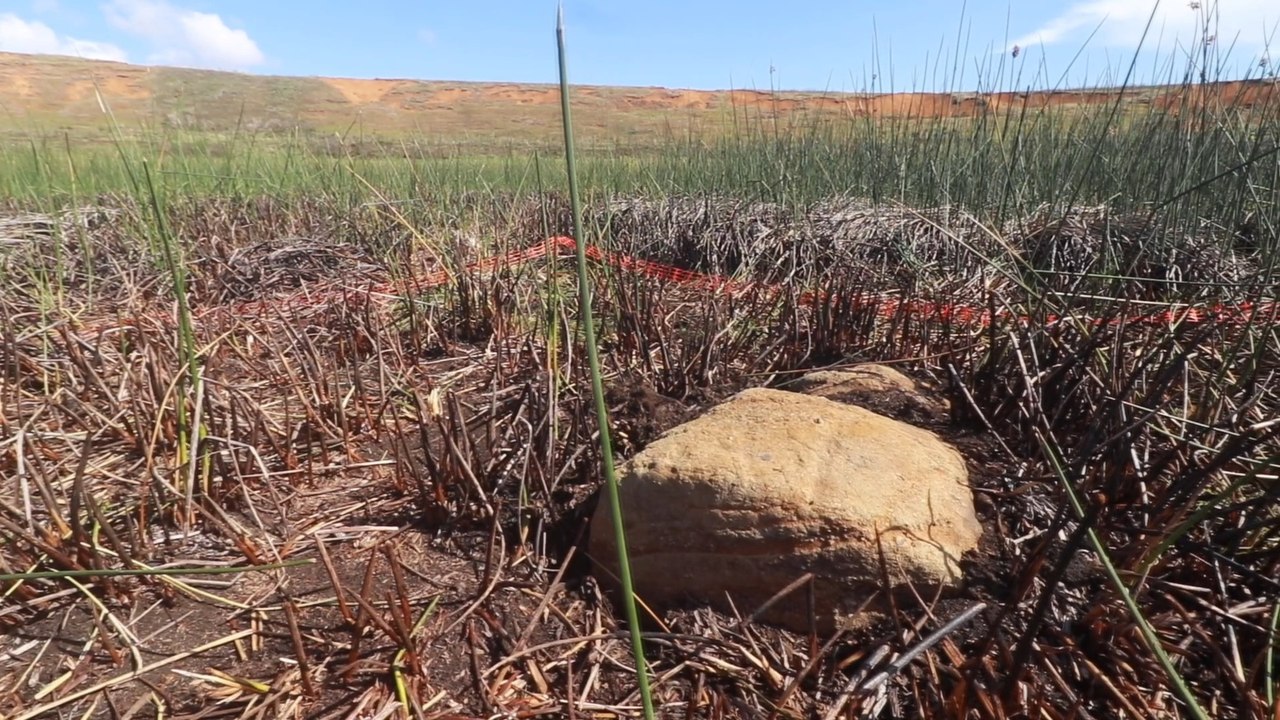 Descubren una nueva estatua moai en la isla chilena Rapa Nui