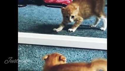 cat vs mirror Funny Cats Video 