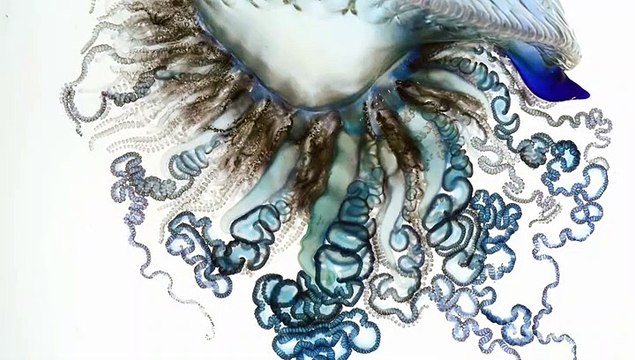 Zooids_Textural_6_ProRes_ipad-1640