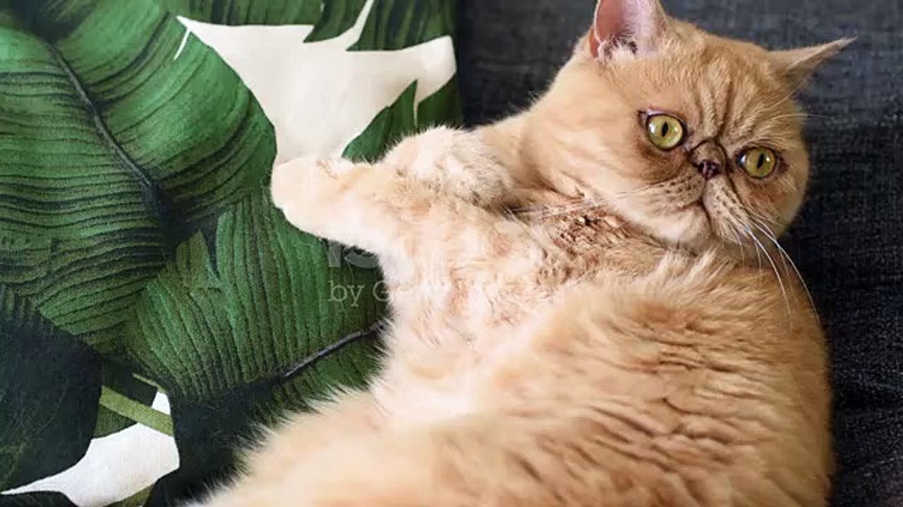 Free cats video to use in the YouTube videos||...