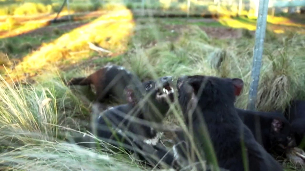 Deadly facial tumour disease detected in new location