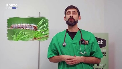 Veterinários Todo-o-Terreno - A dica de hoje é sobre a lagarta do pinheiro