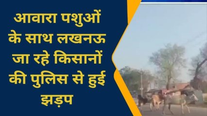 सीतापुर: आवारा मवेशियों से परेशान किसान,पशुओं सहित लखनऊ की ओर कूच