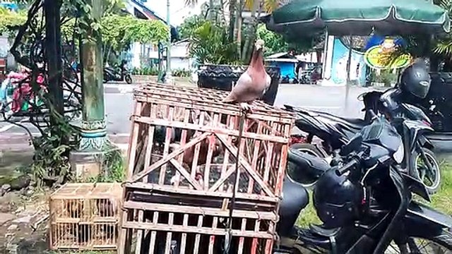 racing pigeon seller in yogyakarta indonesia, pigeon lover in indonesia