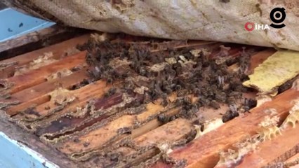 Arıcıların tek umudu bahar aylarının yağışlı geçmesi