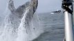 Young Humpback Whale Breaches Right Next to the Boat