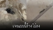 นี่มันตัวอะไร จะล้างห้องน้ำเพิ่งเจอ ไต่ออกมาจากรู บรึ๋ยยย.. ไว้ค่อยล้างแล้วกัน