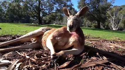 12 Most Muscular Animals Caught On Camera