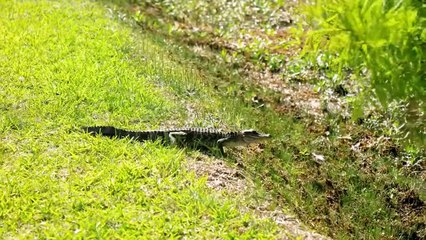12 Scary Animals That Invaded People's Homes