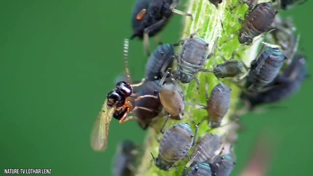 11 Newly Discovered Insects That Will Give You Anxiety