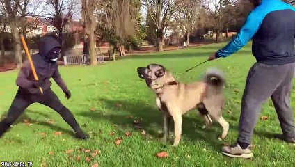 12 Dogs That Are Nightmares To Wild Animals