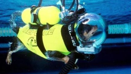 10 Most Disciplined Dogs In The World