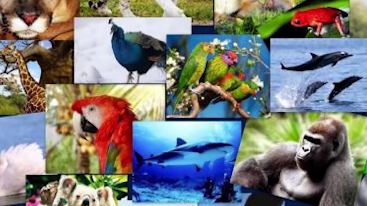 12 Cutest Exotic Animals You Can Own As Pets