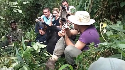 15 Animal Moments If Not Filmed You Wouldn't Believe
