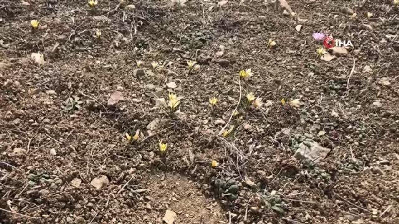 Baharın müjdecisi çiğdemler çiçek açtı
