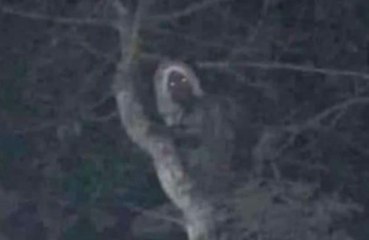 Mexican president Andres Manuel Lopez Obrador claims to have found proof of mythical elf