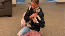 Girl is hit by a truck of emotions after mom surprises her with a new puppy at school