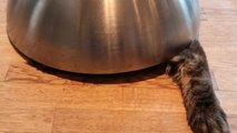 Sly kitten gets straight to business after turning into bowl ninja