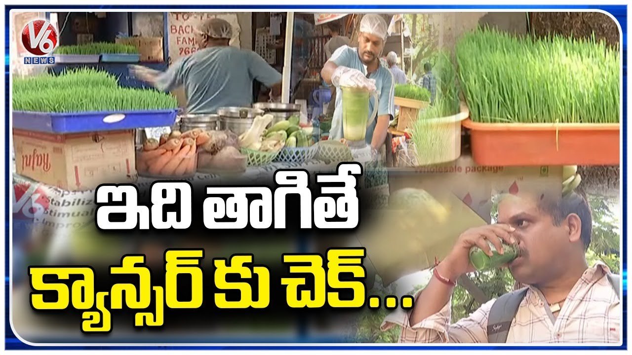 Wheatgrass Health Benefits, People Show Special Interest To Drink Wheatgrass _ V6 News