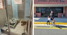 Après trois mois sans proposition d'adoption, une chienne a trouvé une famille grâce à un message posté par son refuge