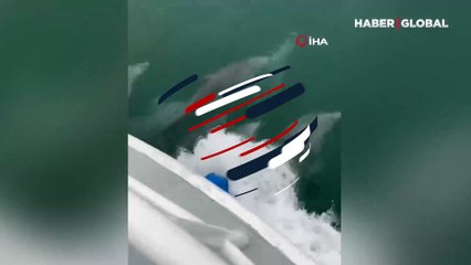 Sinop'ta yunuslar tekne ile yarıştı ortaya bu manzara çıktı