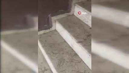 Sessiz canların kahramanı oldular