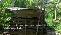 4 Bulan, Ribuan Babi Mati di Sanggau Diduga Akibat Virus Flu Babi