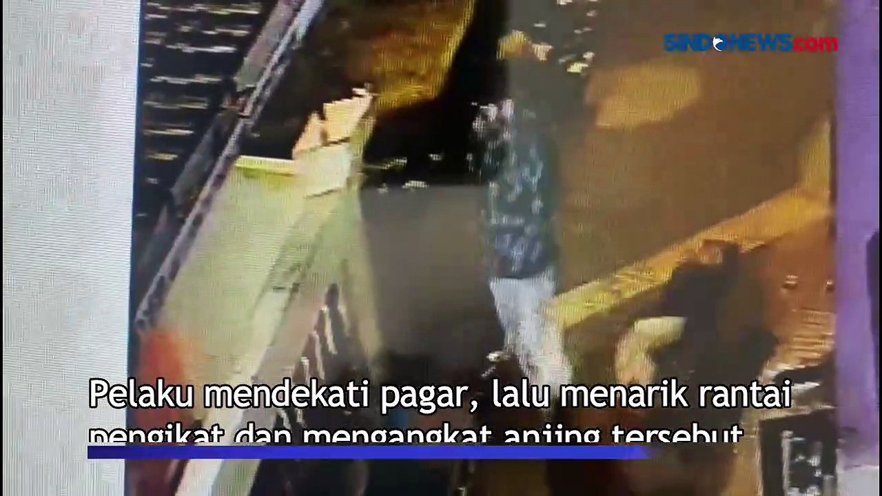Maling Nekat Bawa Kabur Anjing Ras dari Rumah Warga di Tanjung Priok