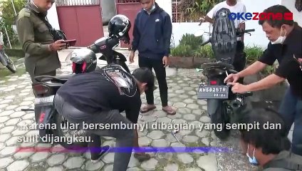 Ngeri, Ular Sanca Bersembunyi di Bagasi Motor Seorang Mahasiswi