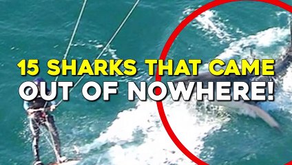 15 Sharks That Came Out Of Nowhere!