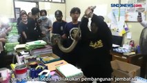 Ngeri, Ular Sanca dan Kobra Ditemukan di Gudang Arsip BPN Purokerto