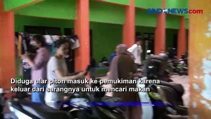 Download Video: Ngeri, Ular Piton Masuk Asrama Mahasiswi dan Sembunyi di Plafon Kamar