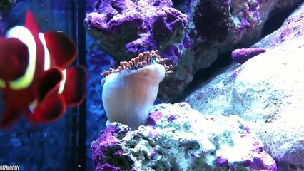 15 Most Beautiful Fish Species You've Never Seen