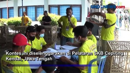 200 Entok Adu Kecantikan di Muscovy Duck Contest Festival