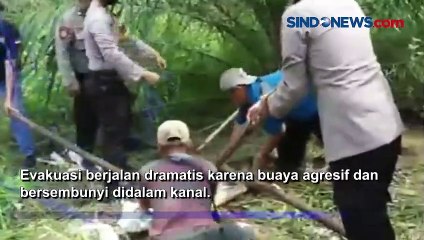 Download Video: Detik - detik Anggota Polres Pelalawan Evakuasi Buaya dari Kanal Kebun Sawit Warga