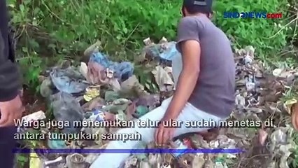 Ular Piton 4 Meter Ditangkap, Warga Temukan Telur Sudah Menetas di Tanjung Balai