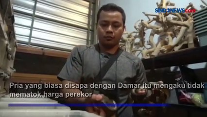 Kolektor di Bali Berhasil Ternakkan Ular Anaconda dengan Cuan Menggiurkan