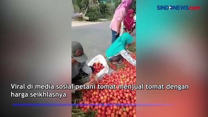 Viral, Petani Buang 1,5 Ton Tomat di Lampung Barat