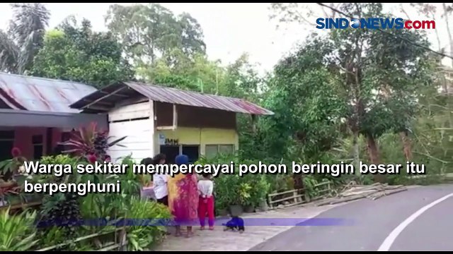 Pohon Beringin Keramat Tumbang Tutupi Badan Jalan, Evakuasi Tunggu Ritual Adat