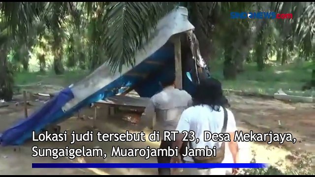 Jelang Ramadan, Arena Judi Sabung Ayam di Kebun Sawit Digerebek Polisi di Jambi