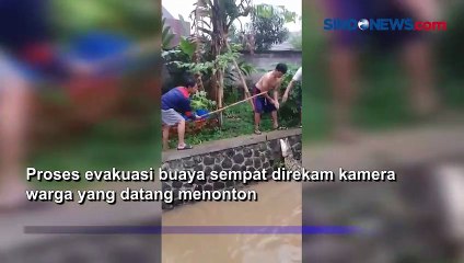 Buaya 2 Meter di Saluran Irigasi Sungai Gegerkan Warga Baleendah, Bandung
