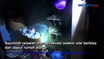 Pulang Tarawih, Penghuni Rumah di Palangkaraya Kaget Ada Ular Berbisa di Dapur