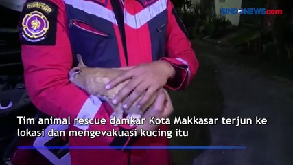 Tim Animal Rescue Damkar Makassar Evakuasi Kucing dalam Bak Mesin Mobil