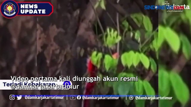 Pipa Bawah Tanah Diduga Bocor Akibatkan Pohon Terbakar di Ciracas